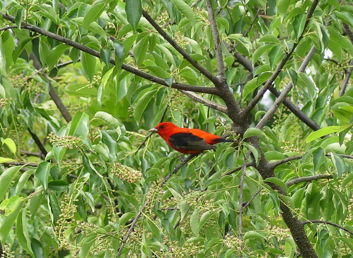 Scarlet Tanager - ML636052048