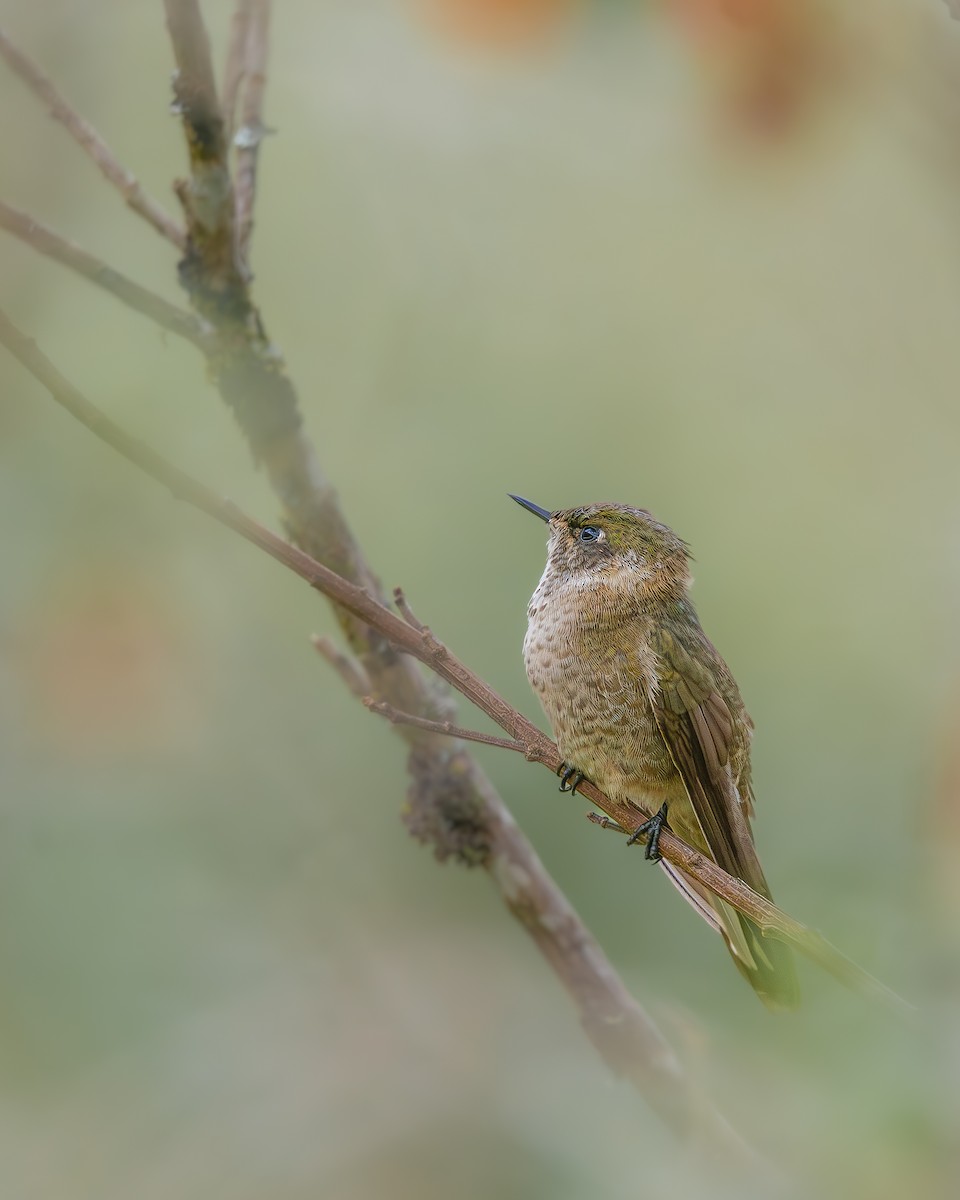 Green-bearded Helmetcrest - ML636052063