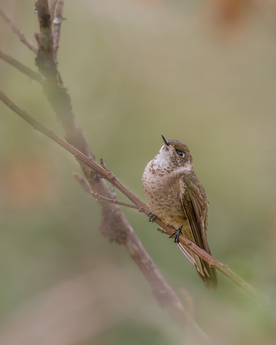 Green-bearded Helmetcrest - ML636052064