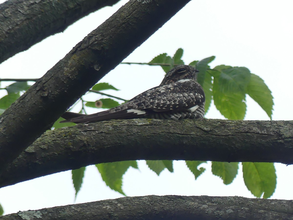 Common Nighthawk - ML636052070