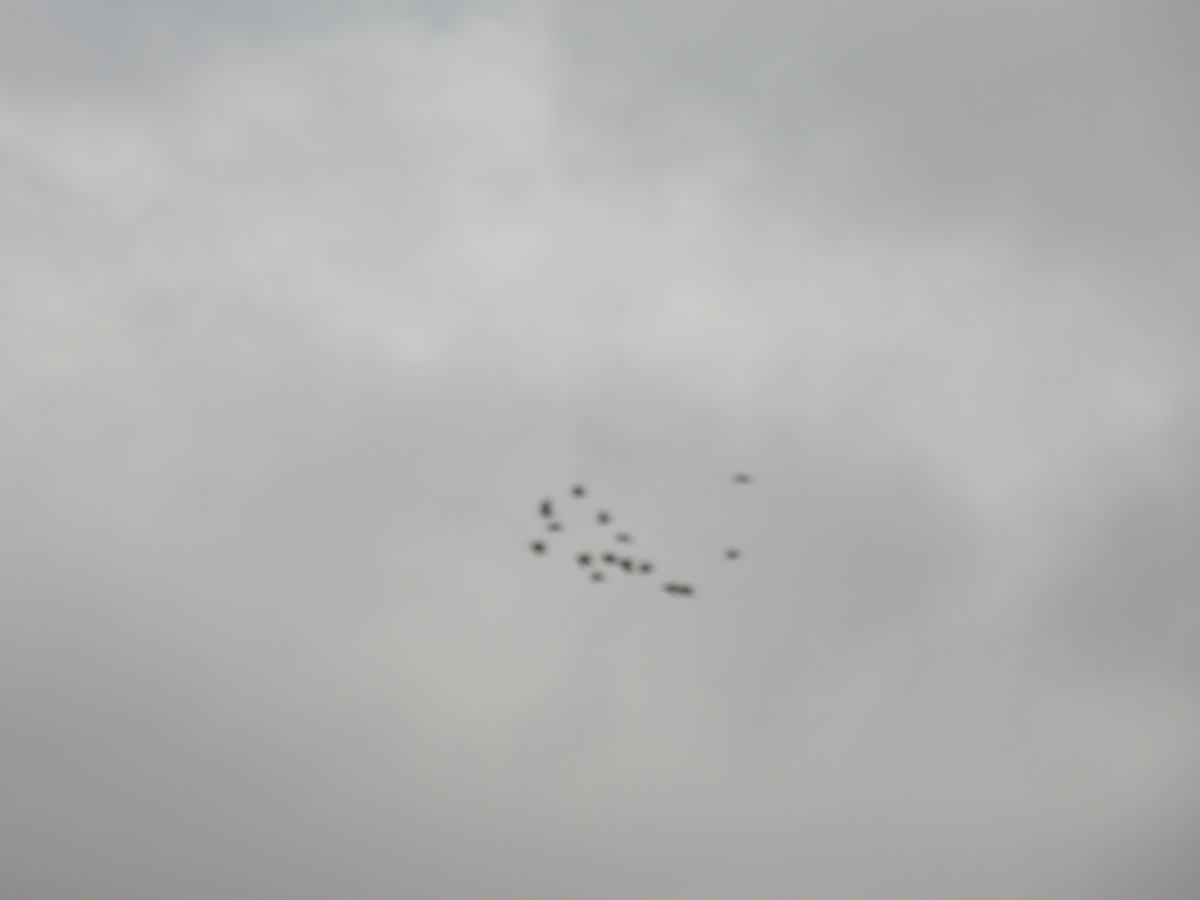 Kuliska grisa/oilagorra - ML636052086