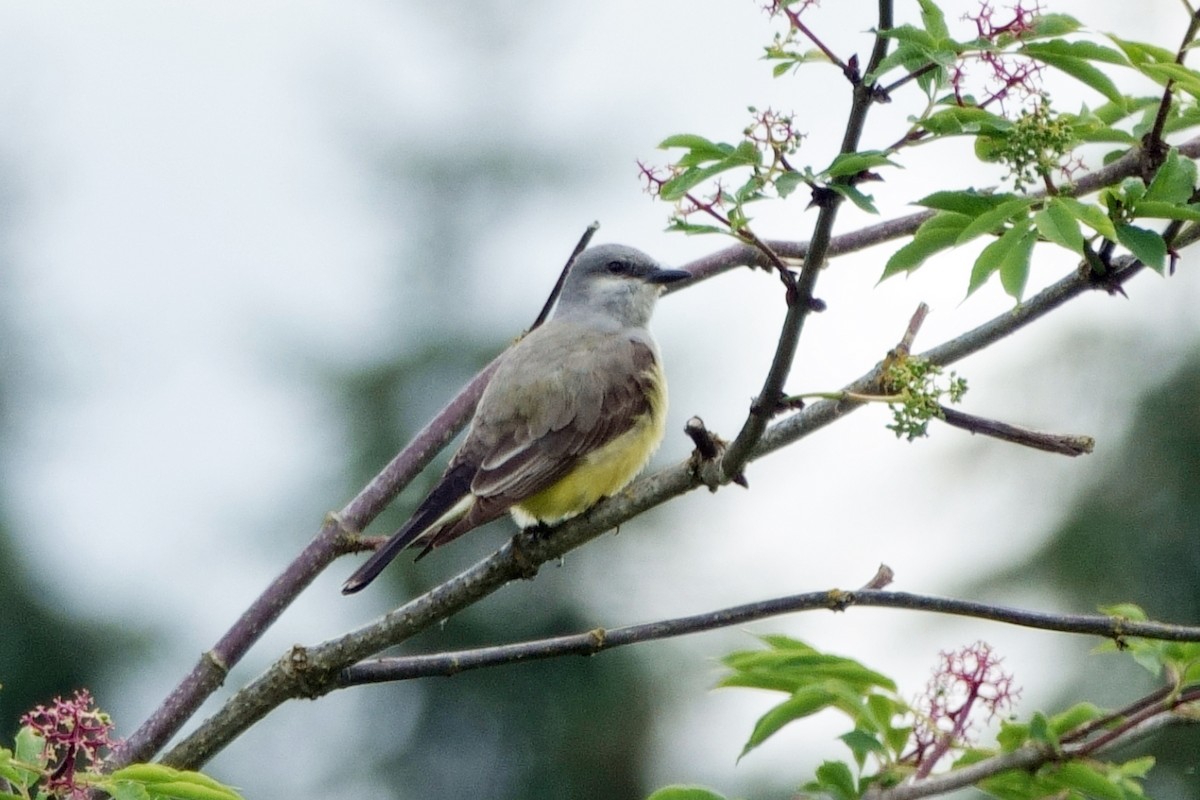 Western Kingbird - ML636052087