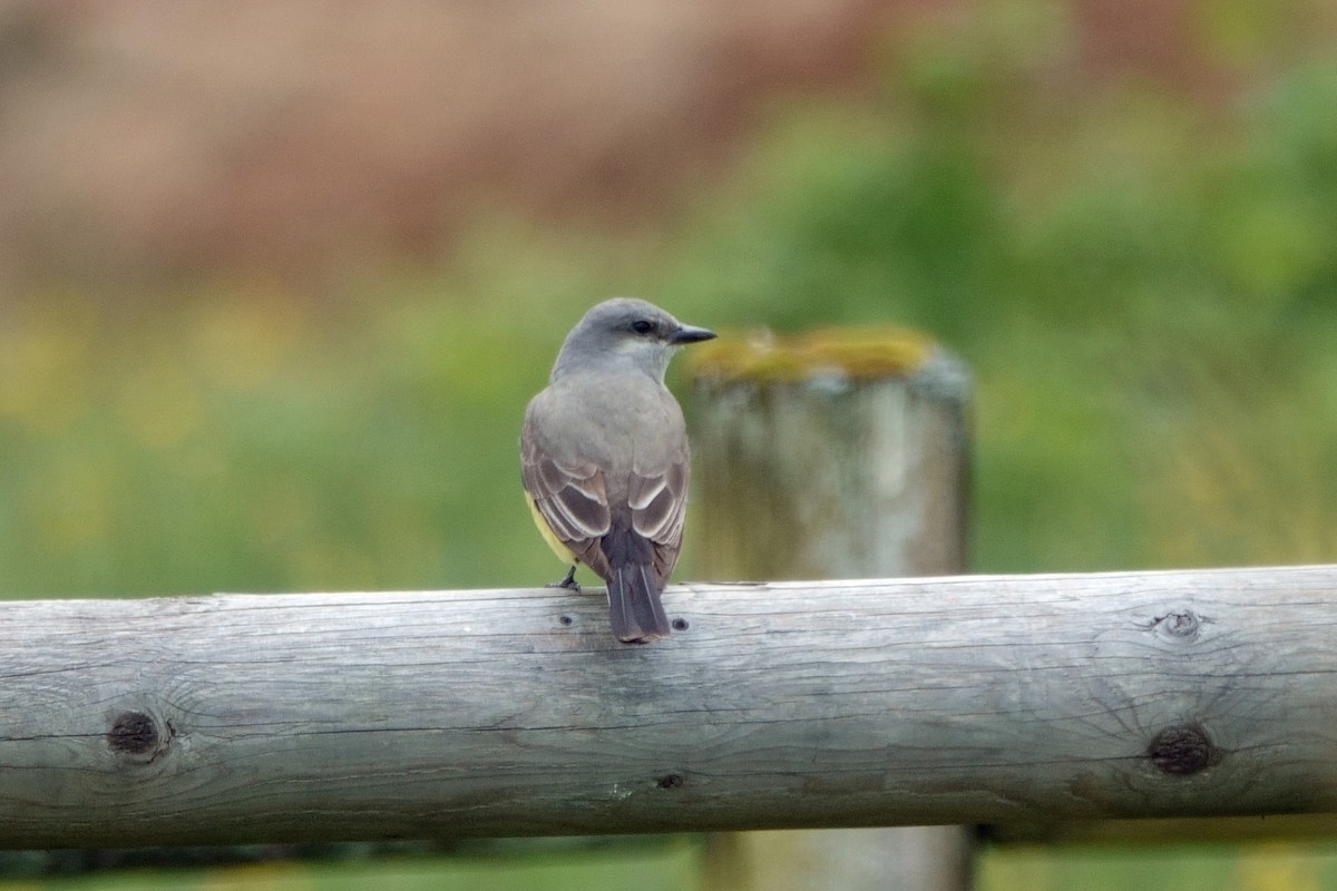 Western Kingbird - ML636052088