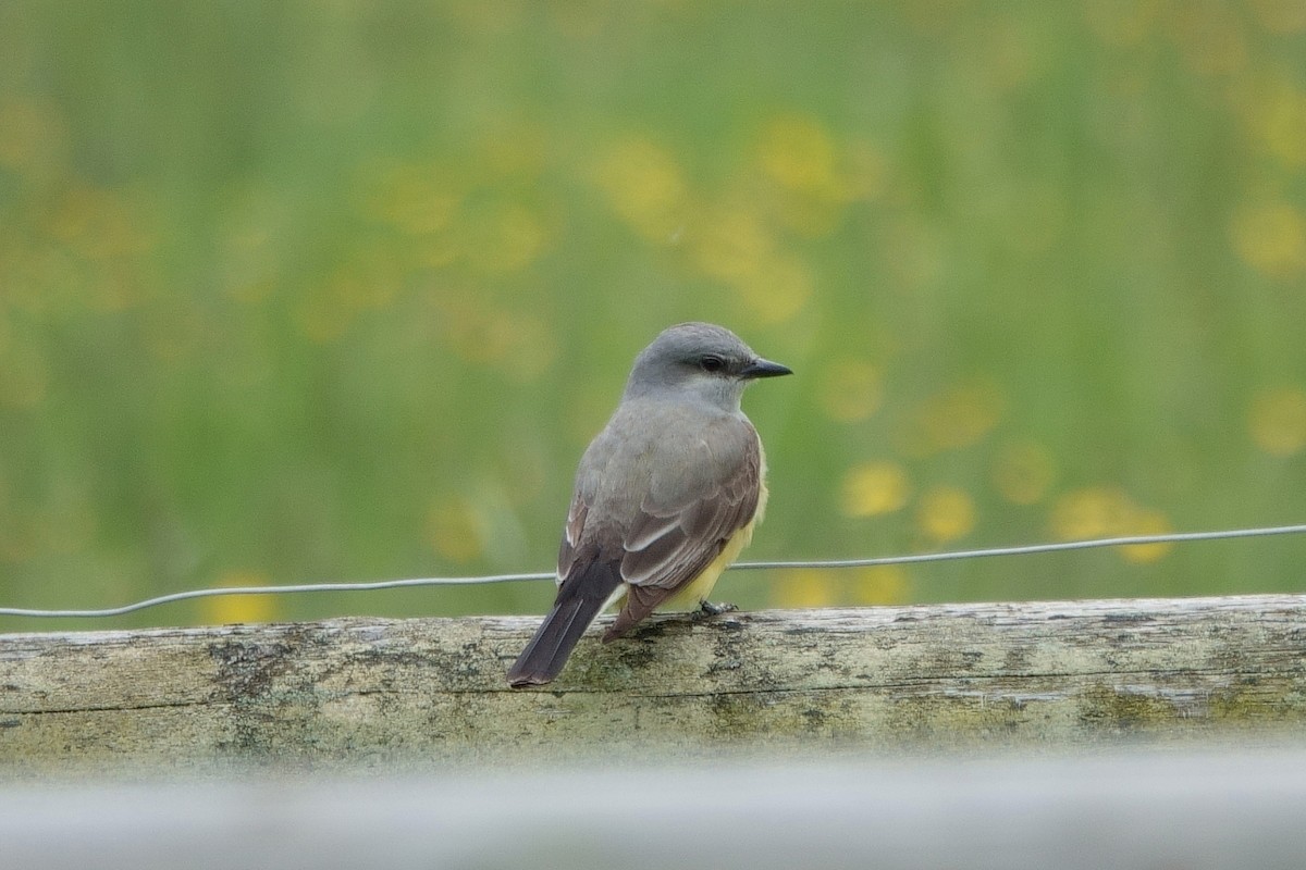 Western Kingbird - ML636052089