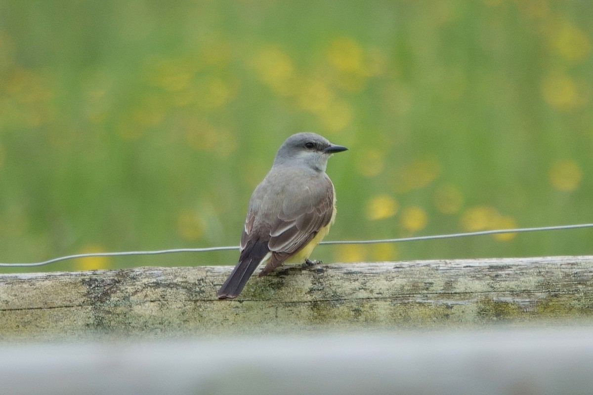 Western Kingbird - ML636052090