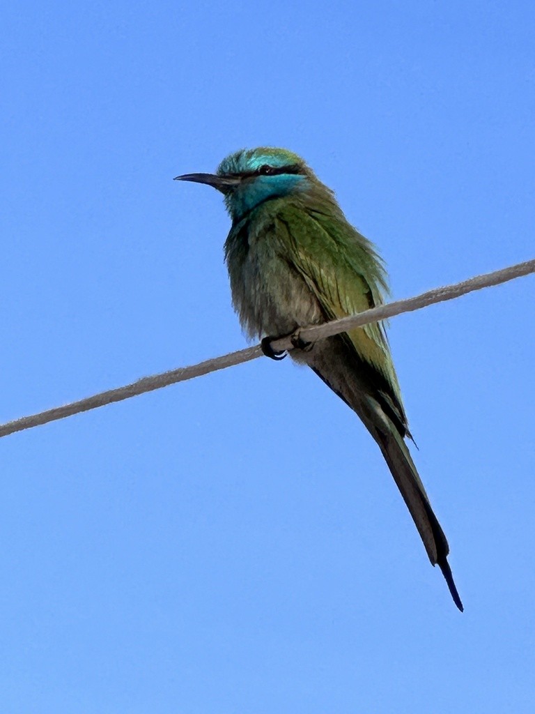 Arabian Green Bee-eater - ML636052211