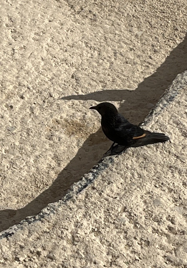 Tristram's Starling - ML636052215