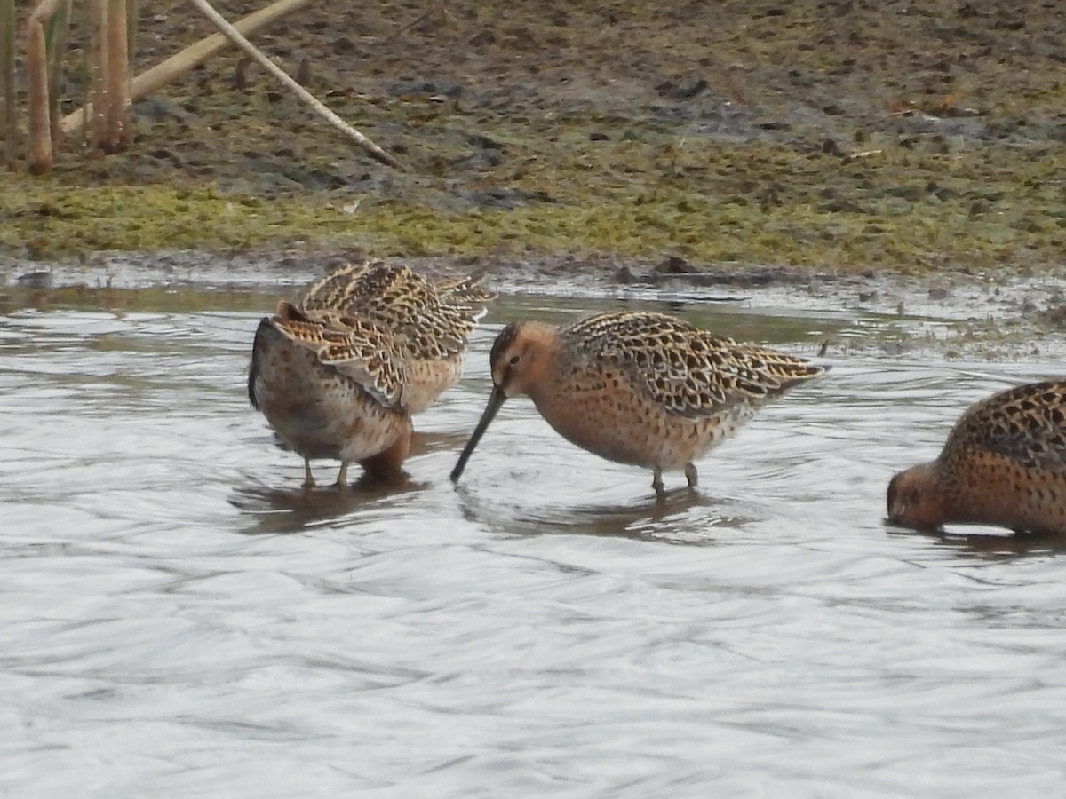 Kuliska grisa - ML636052242