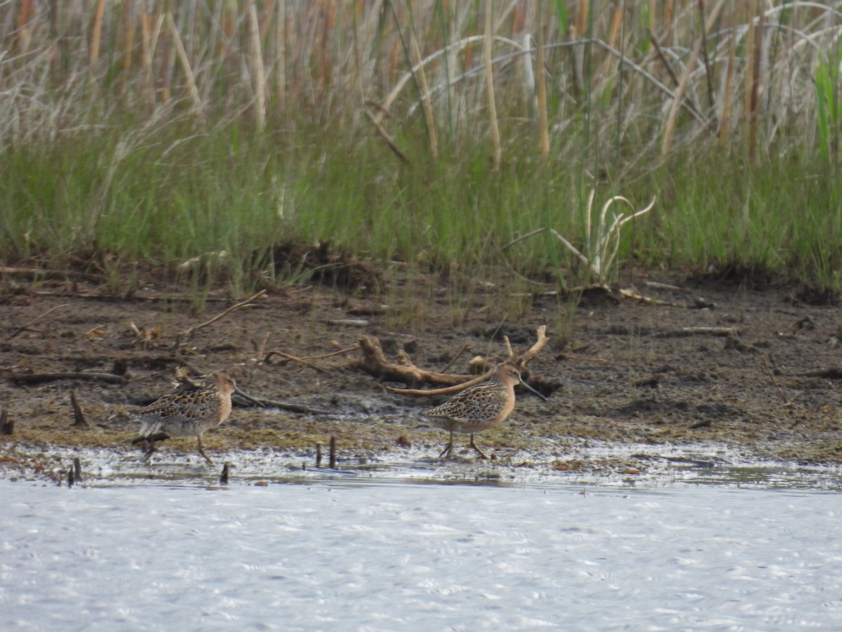 Kuliska grisa - ML636052243