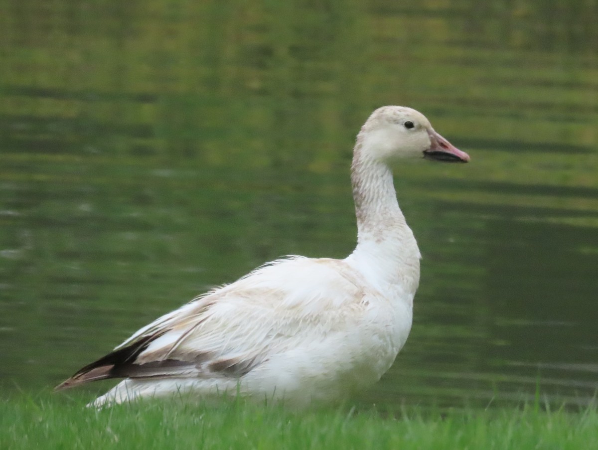 Snow Goose - ML636052289