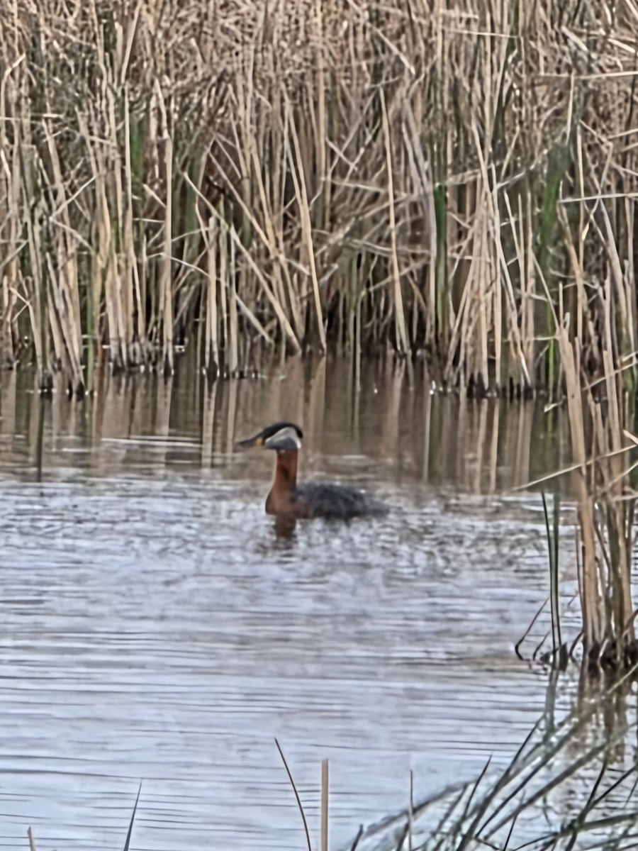 Red-necked Grebe - ML636052341