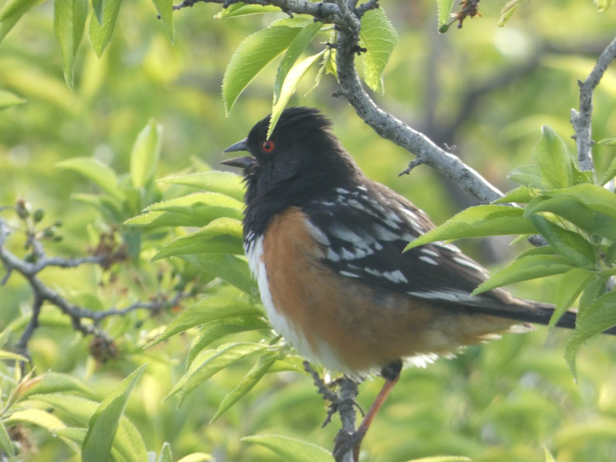 Spotted Towhee - ML636052344