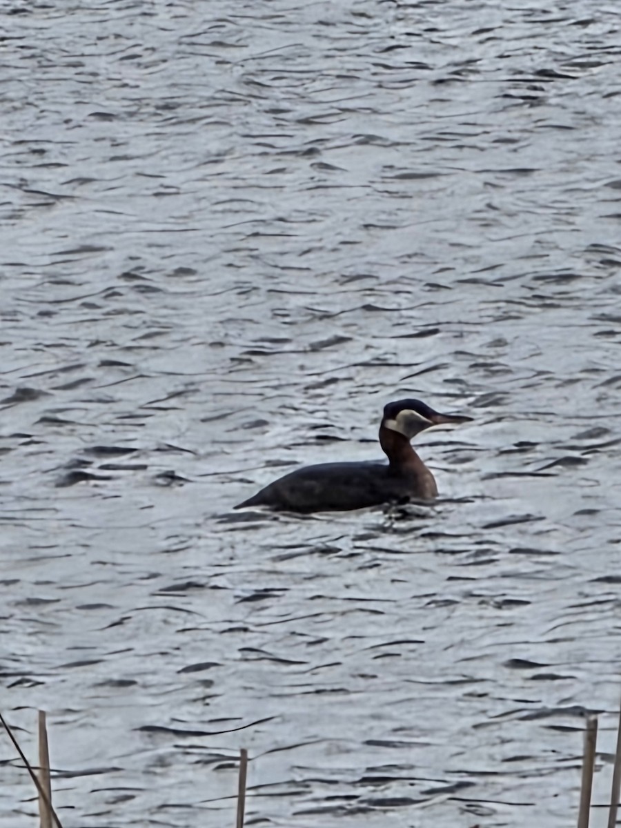 Red-necked Grebe - ML636052351