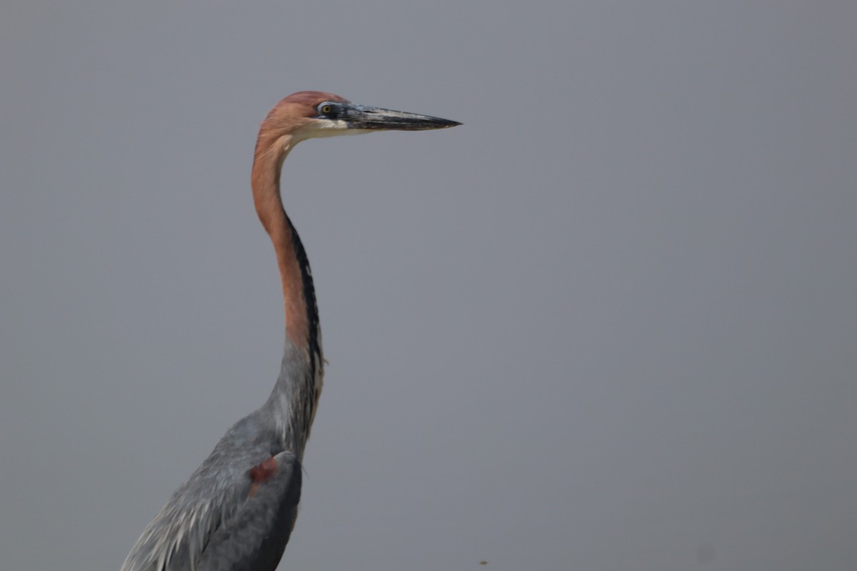 Goliath Heron - ML636052383