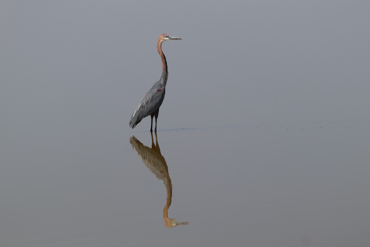 Goliath Heron - ML636052384
