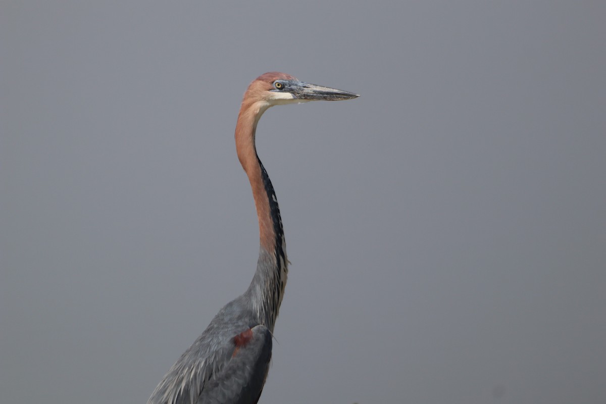 Goliath Heron - ML636052385
