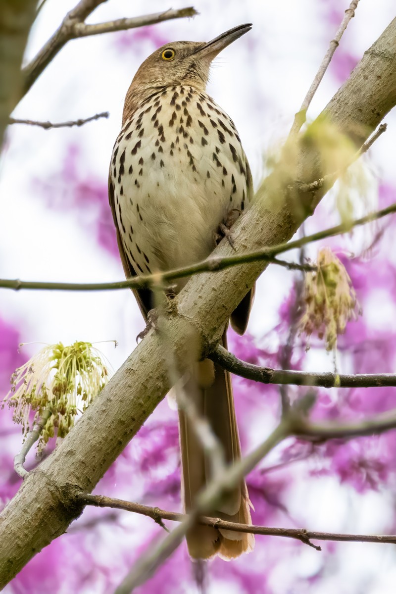 brunspottefugl - ML636052389
