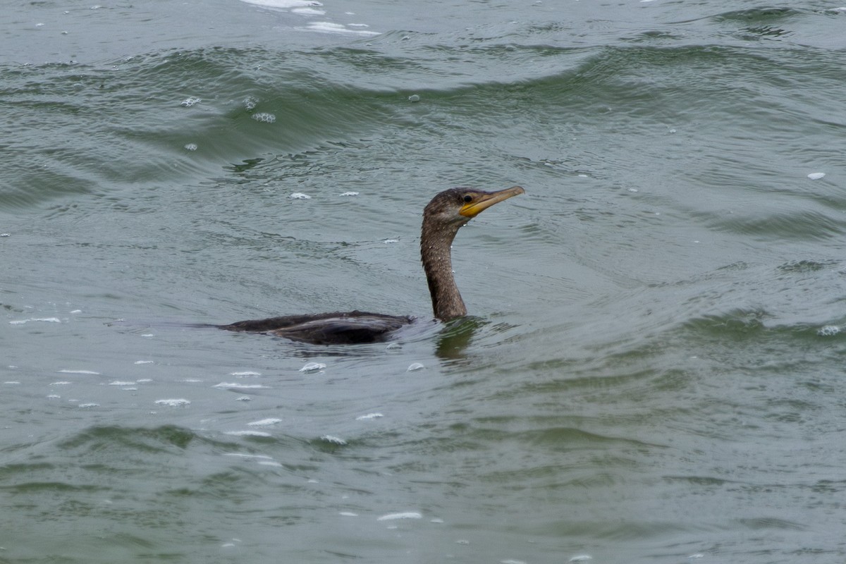 Neotropic Cormorant