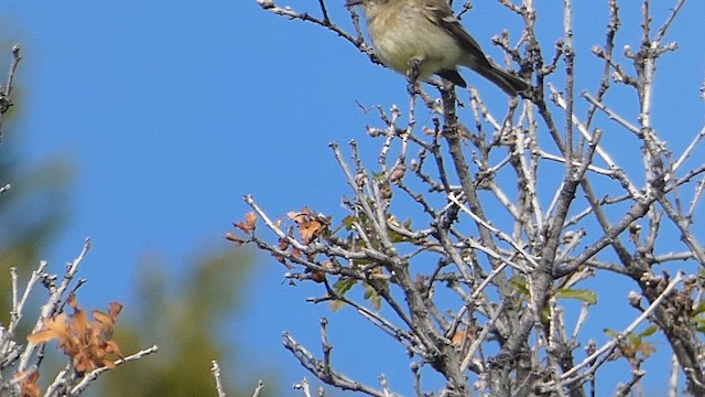 Dusky Flycatcher - ML636052441