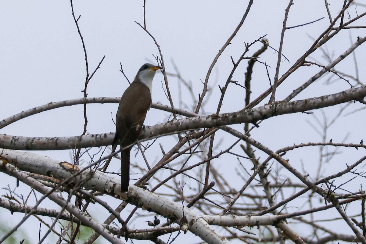Yellow-billed Cuckoo - ML636052494