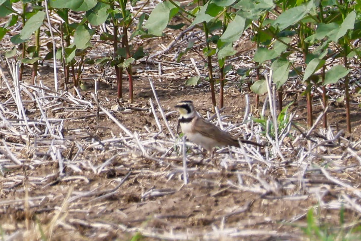 Horned Lark - ML636052501