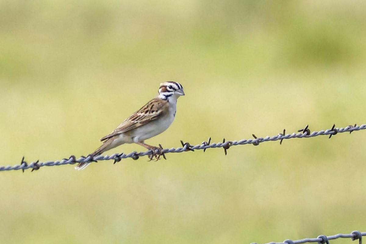 Lark Sparrow - ML636052509