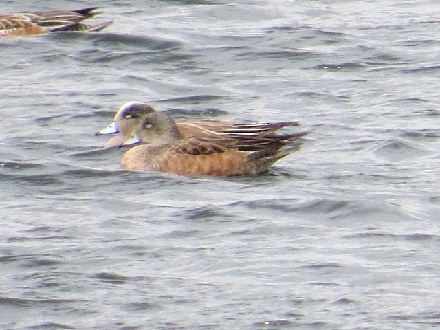 American Wigeon - ML63605251