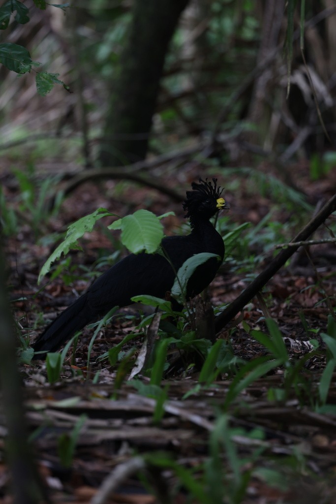 Great Curassow - ML636052519
