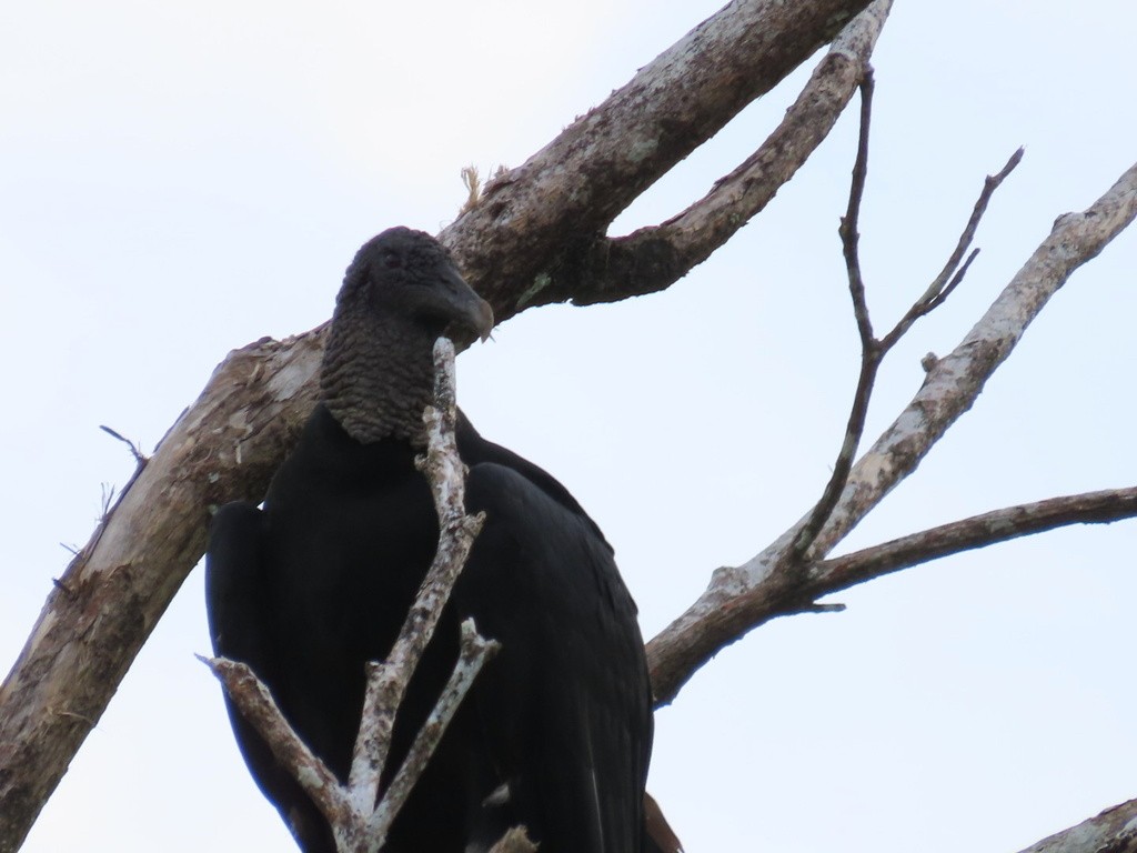Black Vulture - ML636052543