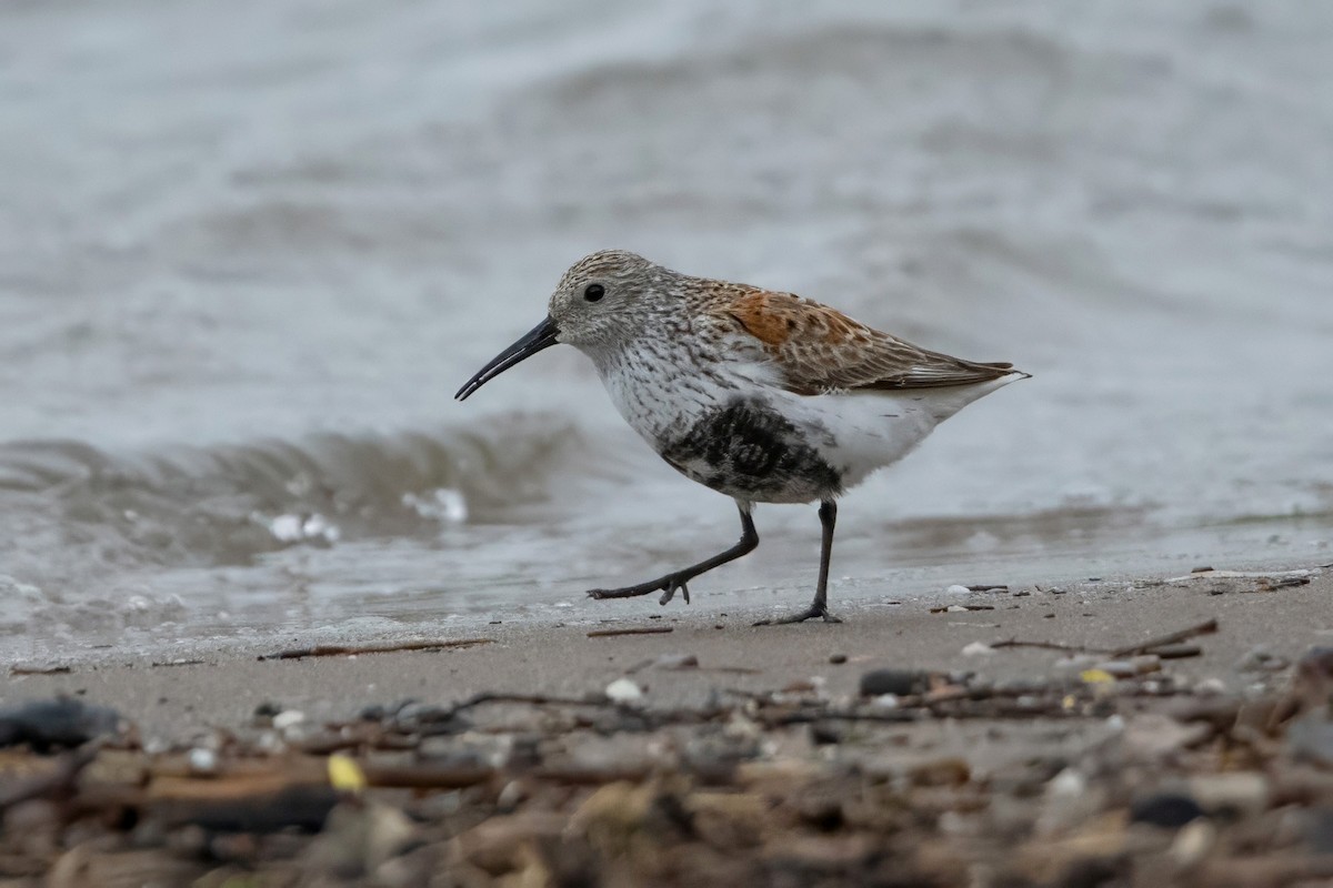 Dunlin - Sue Barth