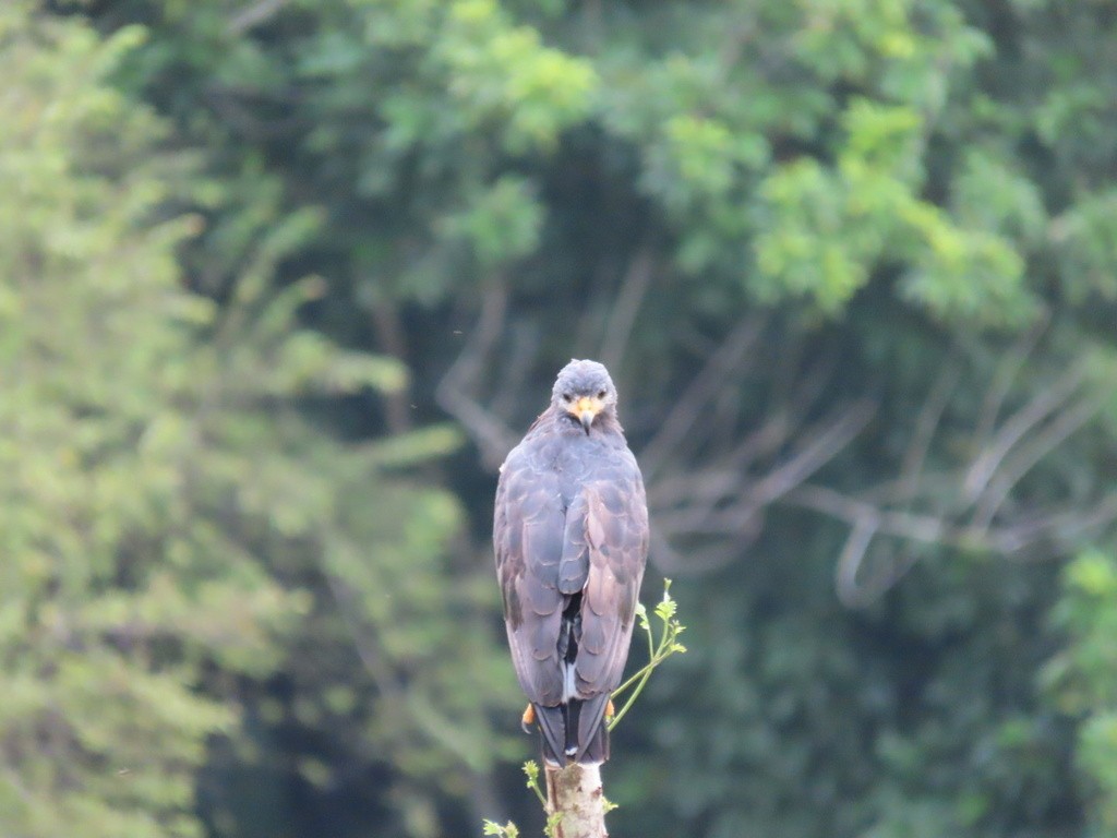 Common Black Hawk - ML636052553
