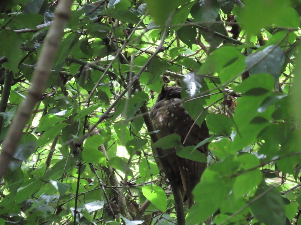 Crested Owl - ML636052574