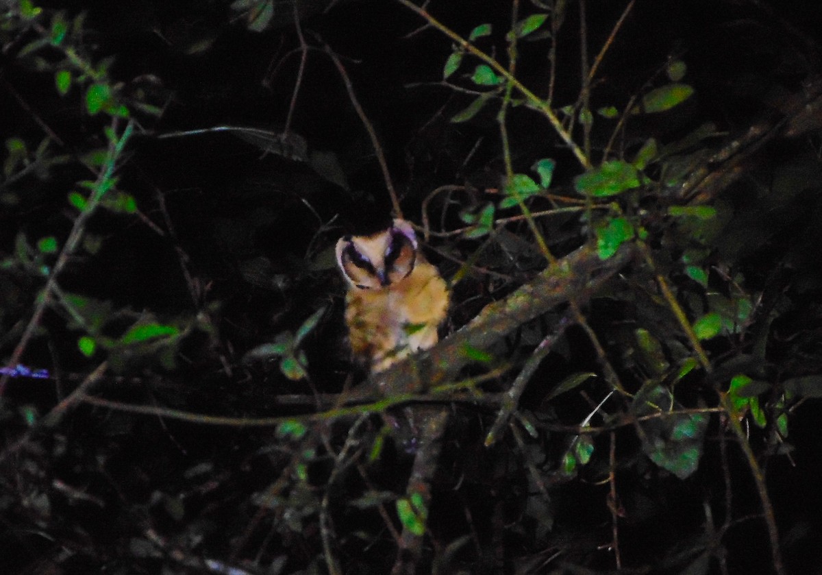 Buff-fronted Owl - ML636052589
