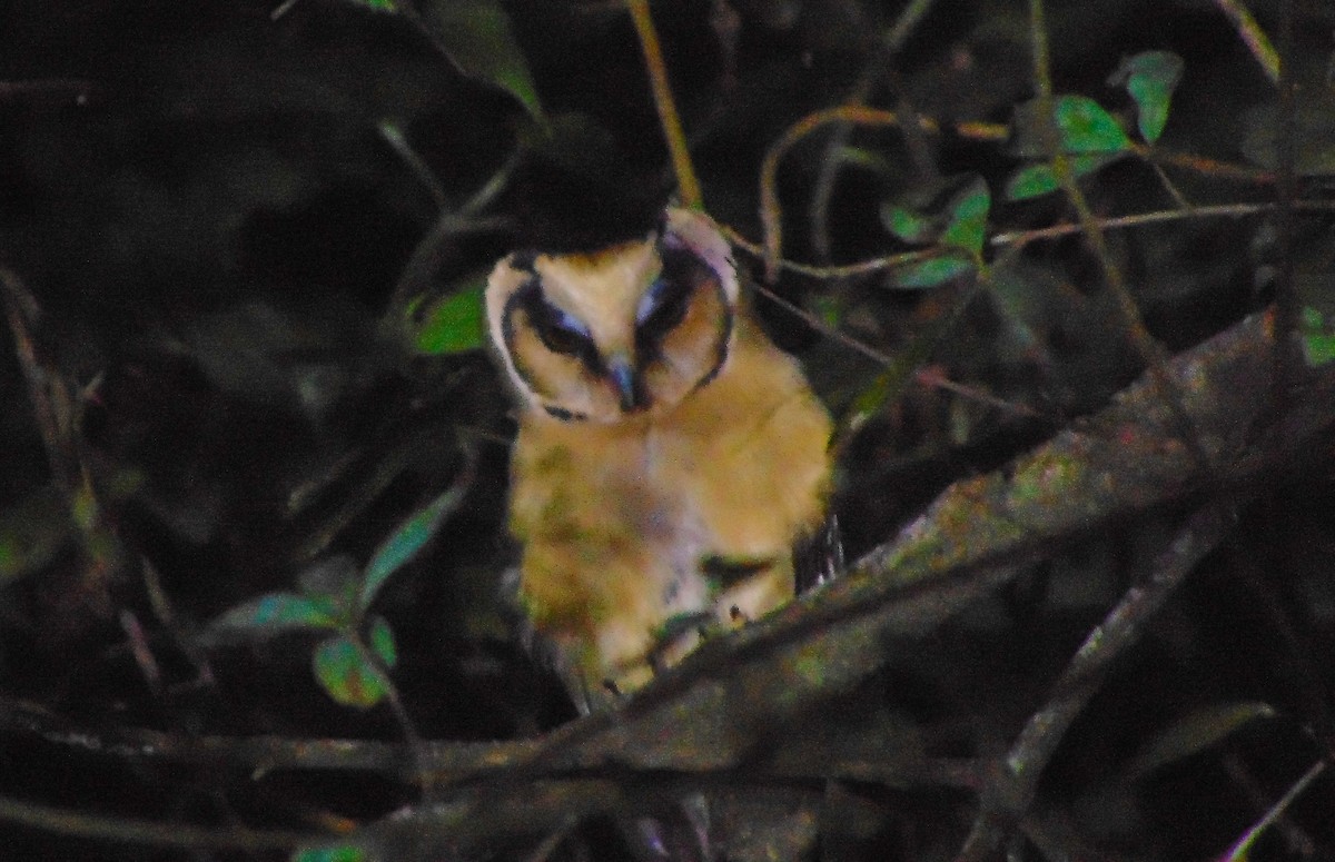 Buff-fronted Owl - ML636052591
