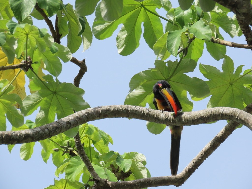 Fiery-billed Aracari - ML636052623