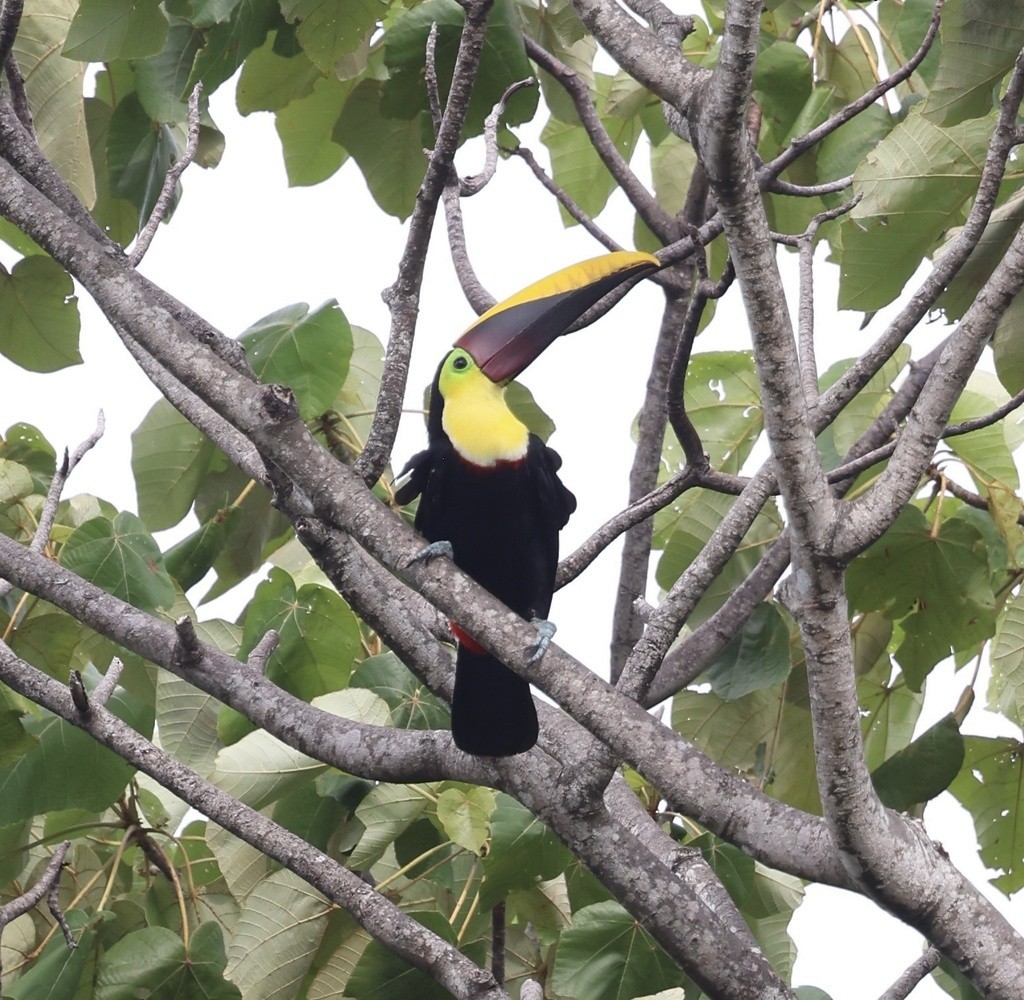 Yellow-throated Toucan - ML636052627