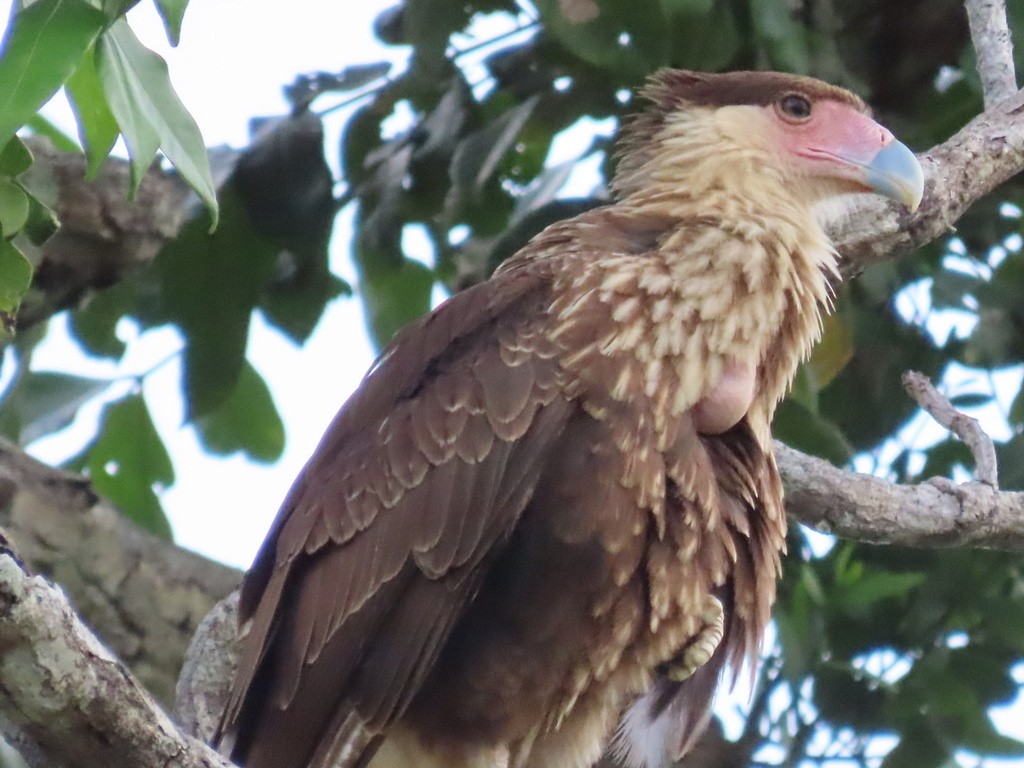 Crested Caracara - ML636052676