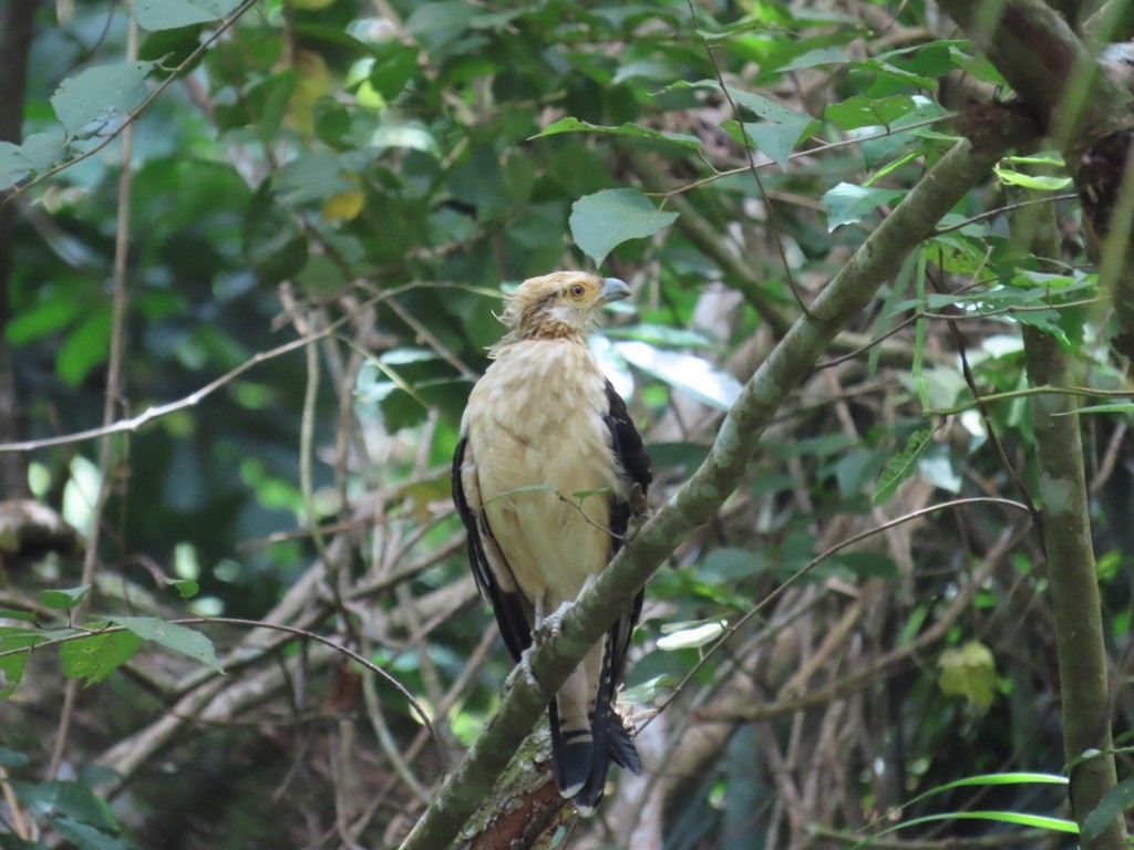 Yellow-headed Caracara - ML636052679