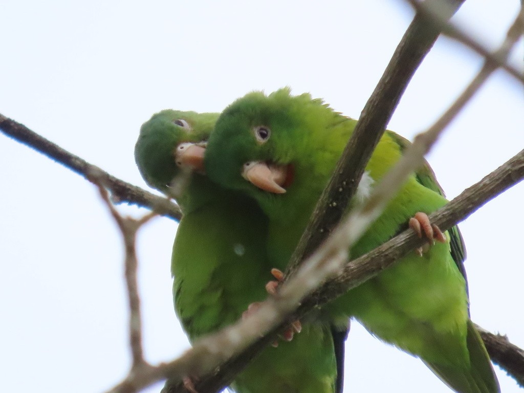 Orange-chinned Parakeet - ML636052697