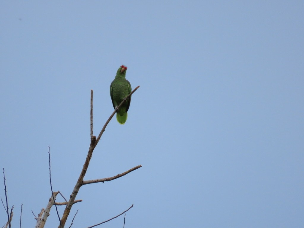 Red-lored Amazon - ML636052720