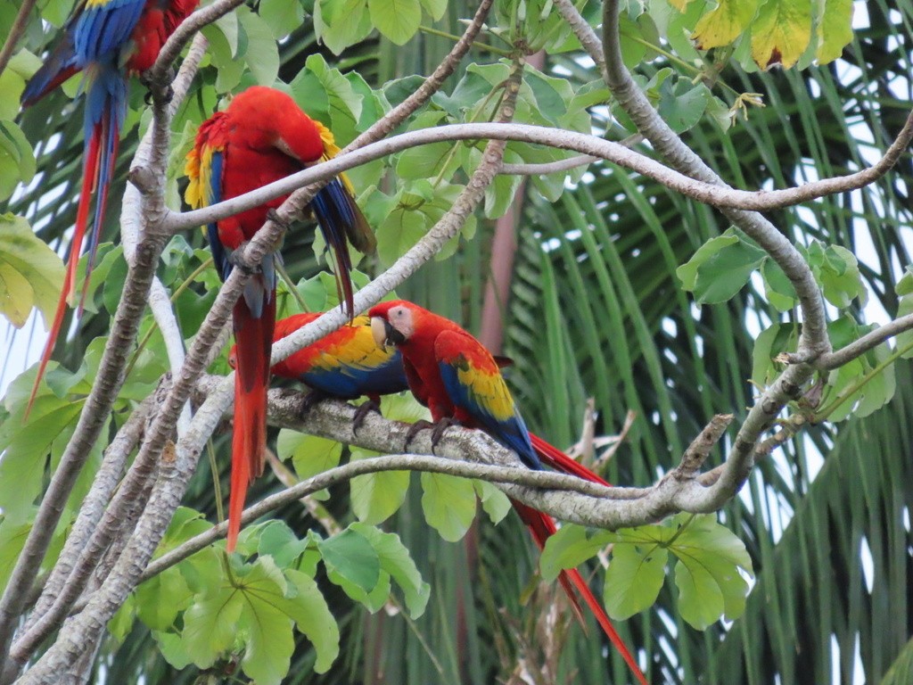 Scarlet Macaw - ML636052738