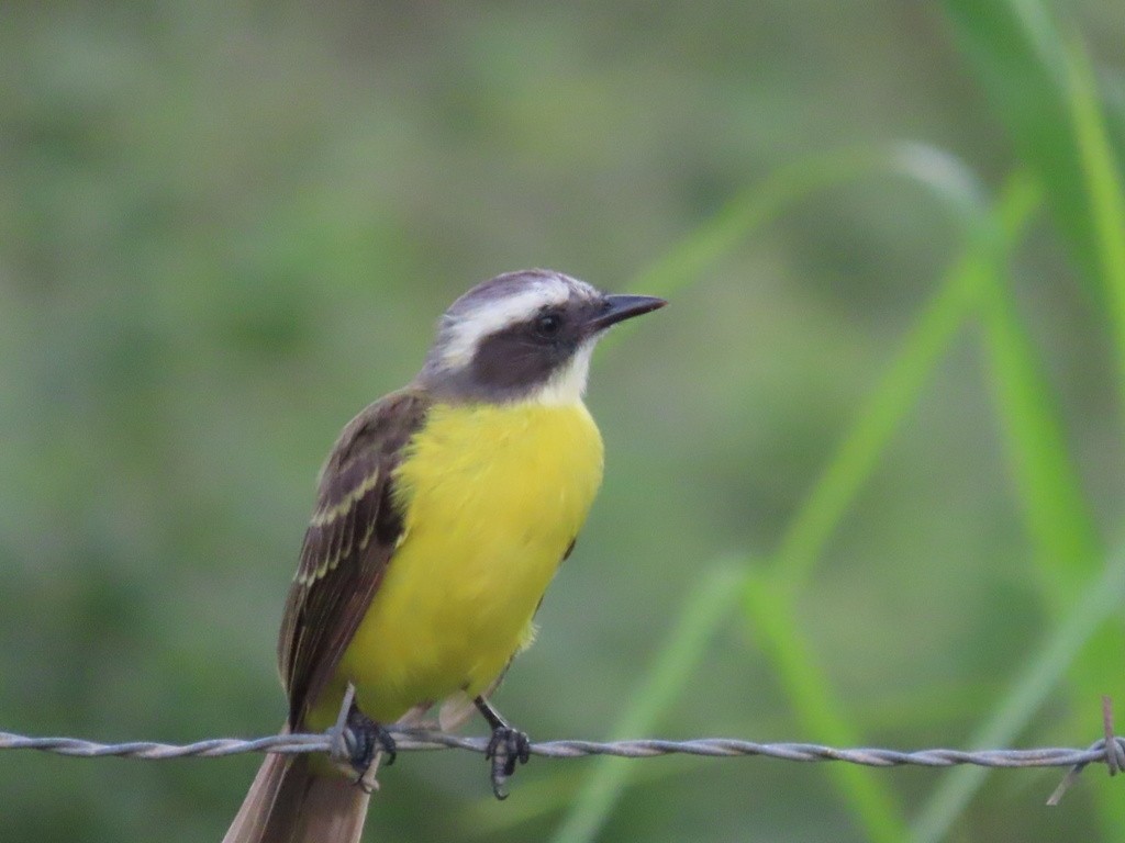 Social Flycatcher - ML636052745