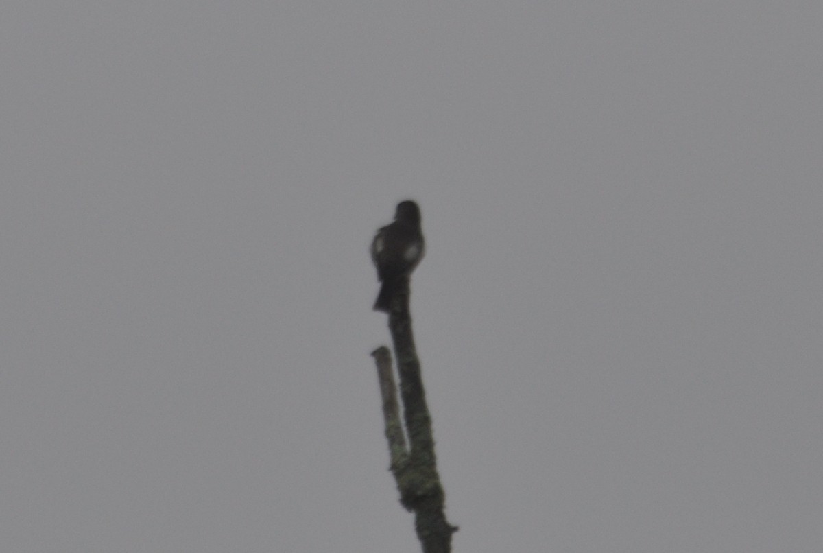 Olive-sided Flycatcher - ML636052768