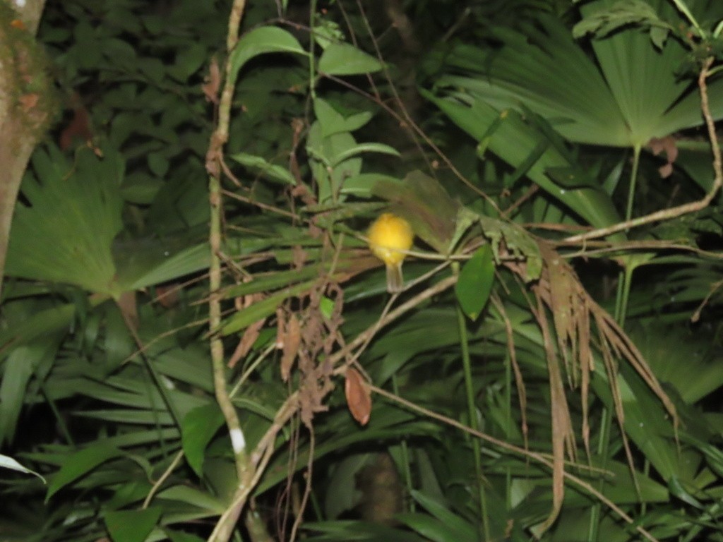 Gray-headed Tanager - ML636052774