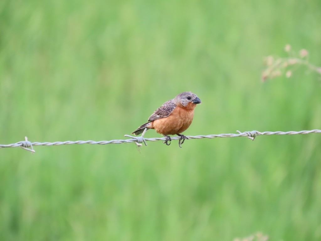 Ruddy-breasted Seedeater - ML636052776
