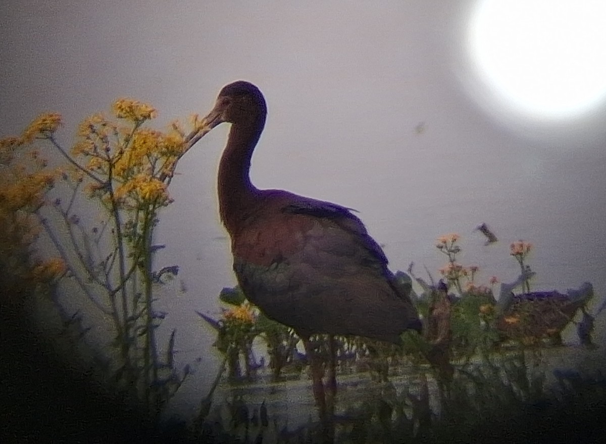 Glossy/White-faced Ibis - ML636052884