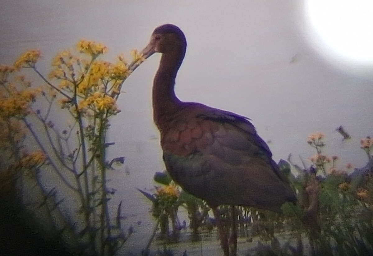 Glossy/White-faced Ibis - ML636052885