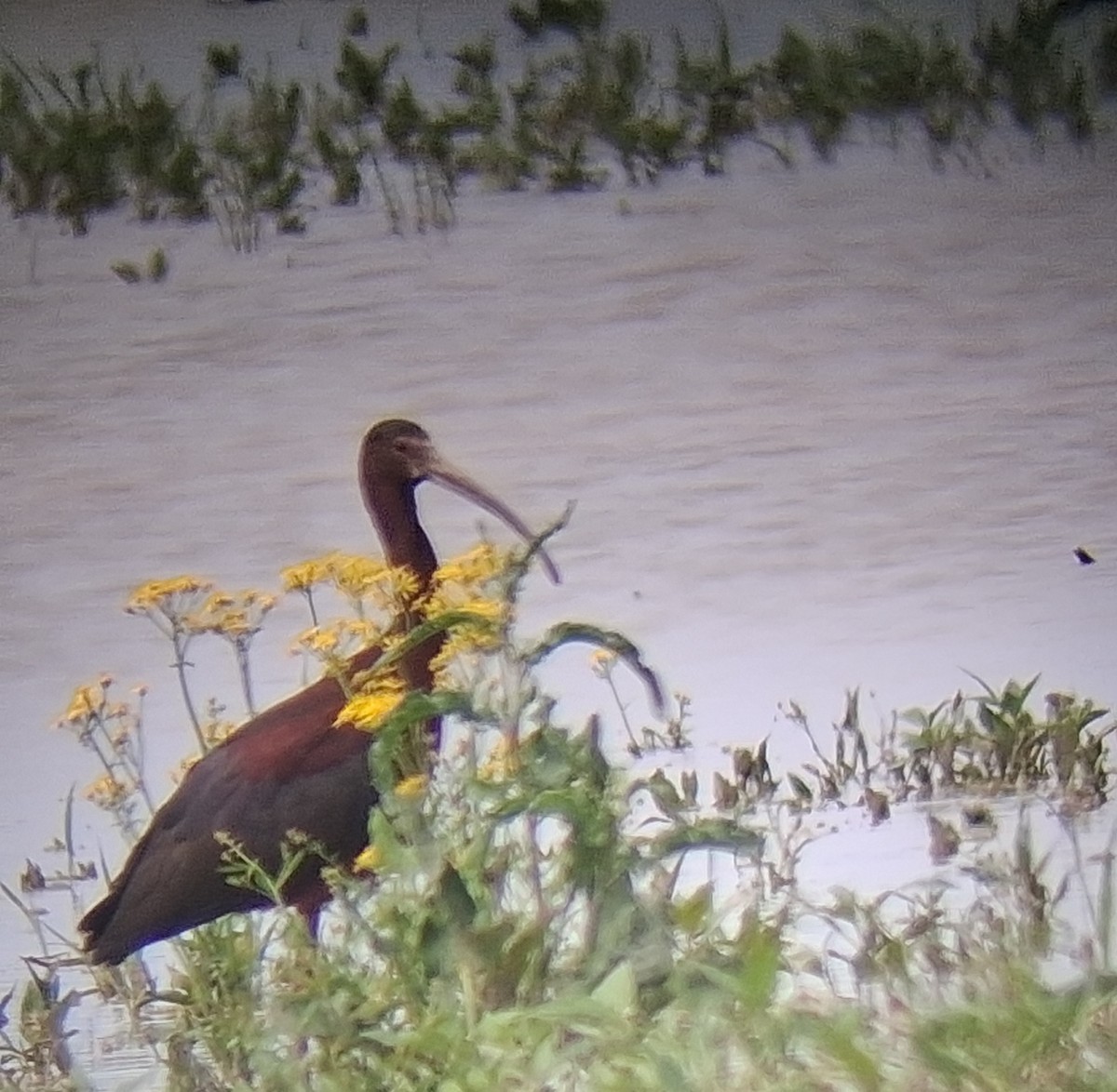 Glossy/White-faced Ibis - ML636052886