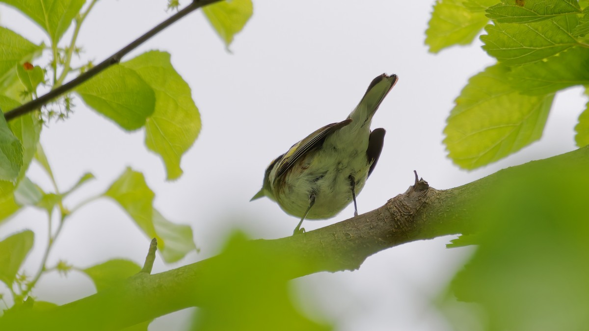 Chestnut-sided Warbler - ML636052898