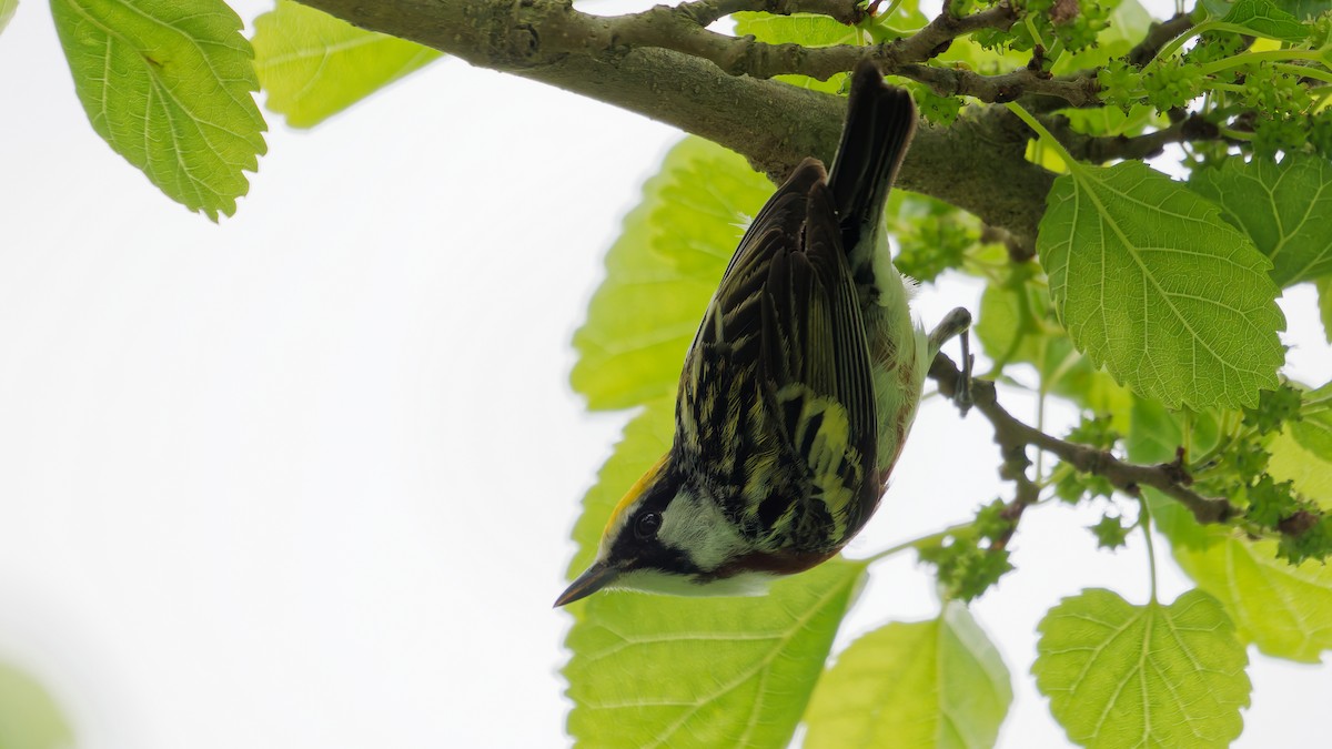 Chestnut-sided Warbler - ML636052899